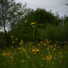 Heute im Wald 7