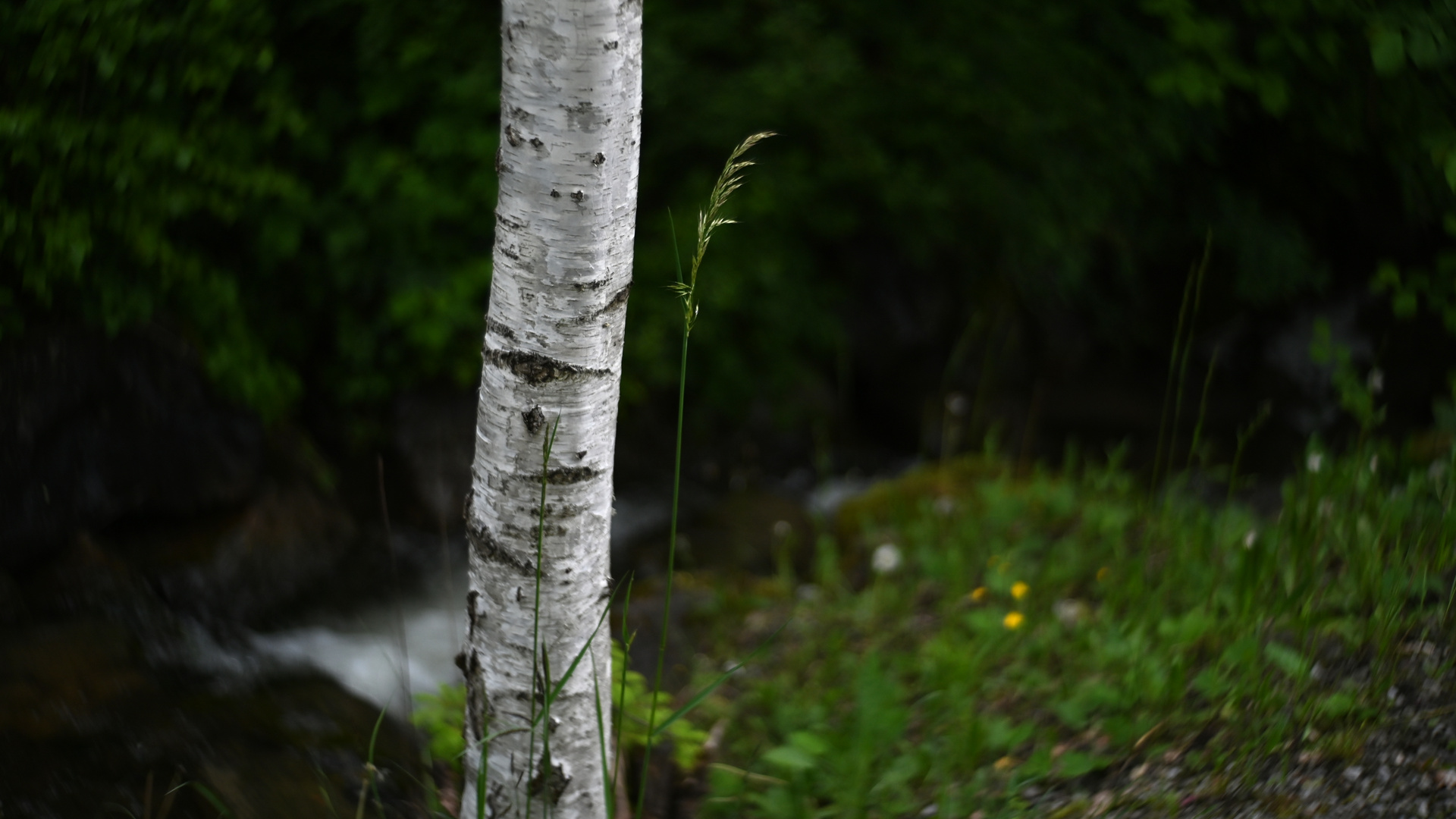 Heute im Wald 8