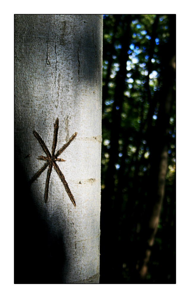 heute im wald...