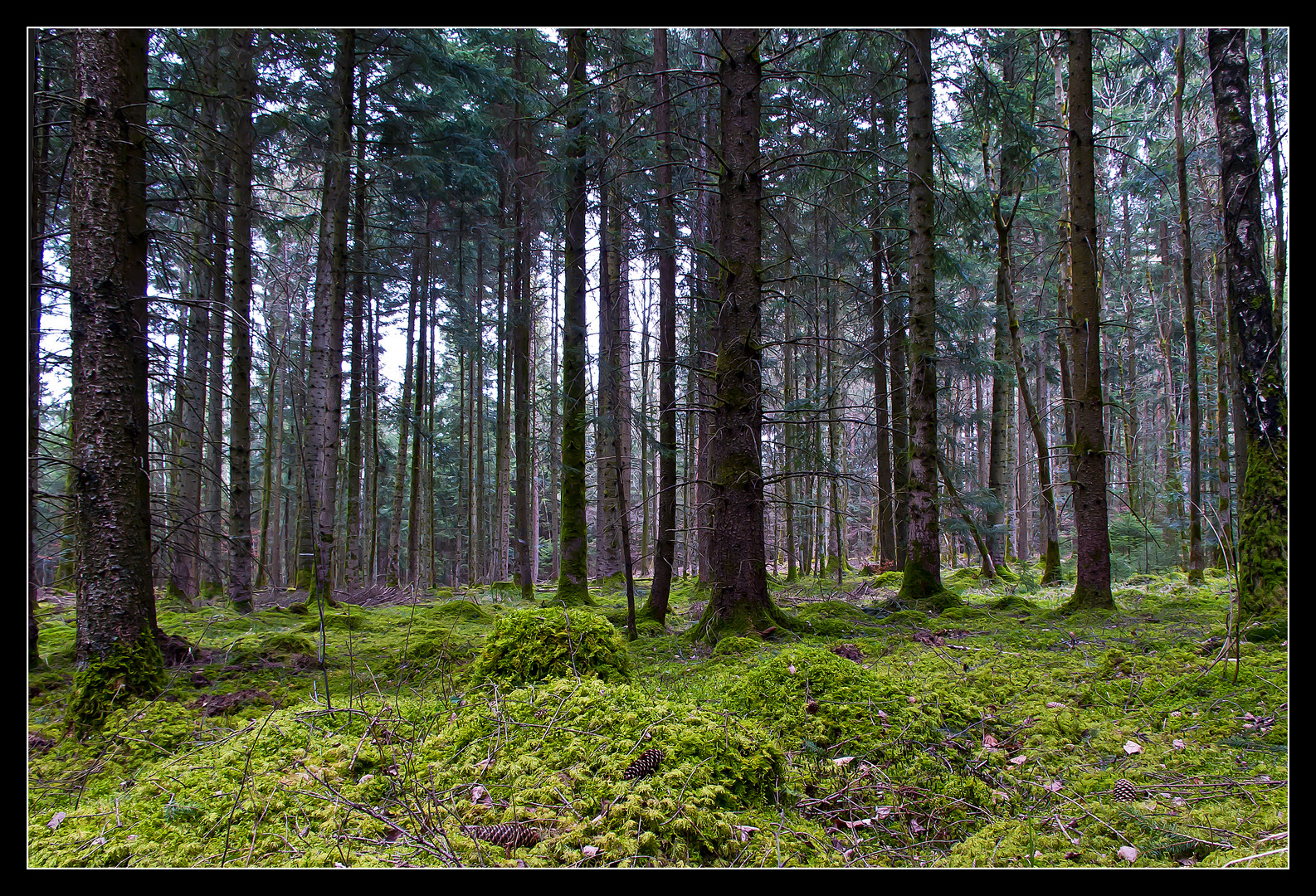 Heute im Wald