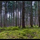 Heute im Wald