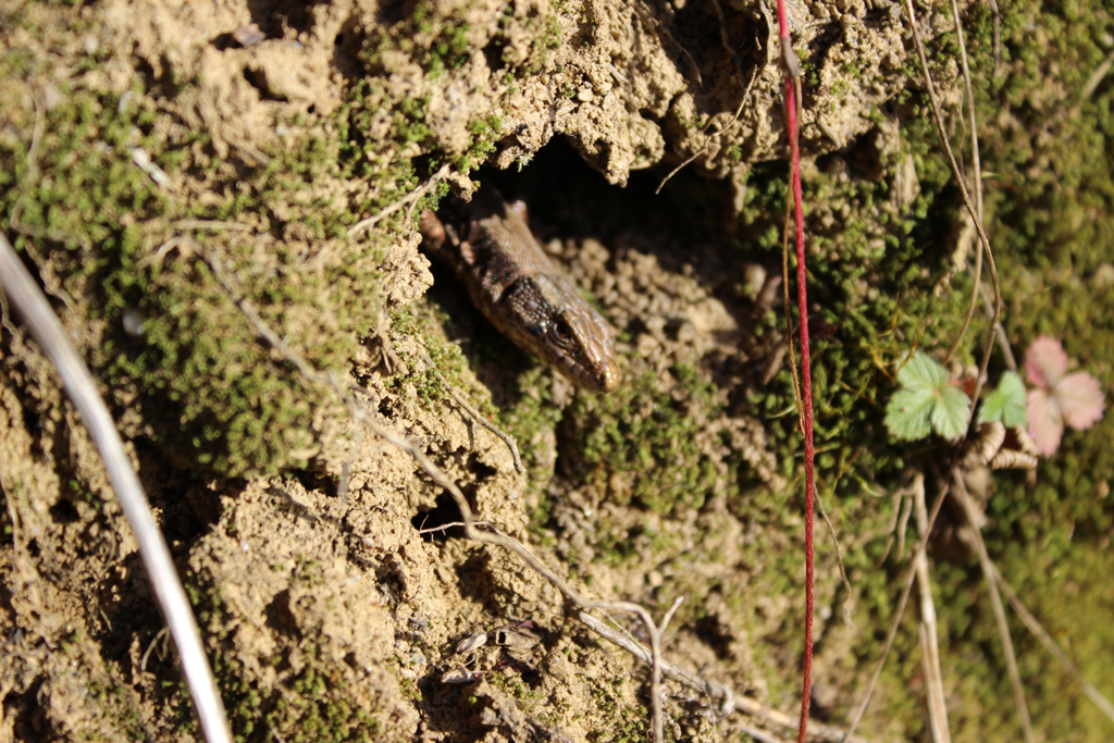 Heute im Wald