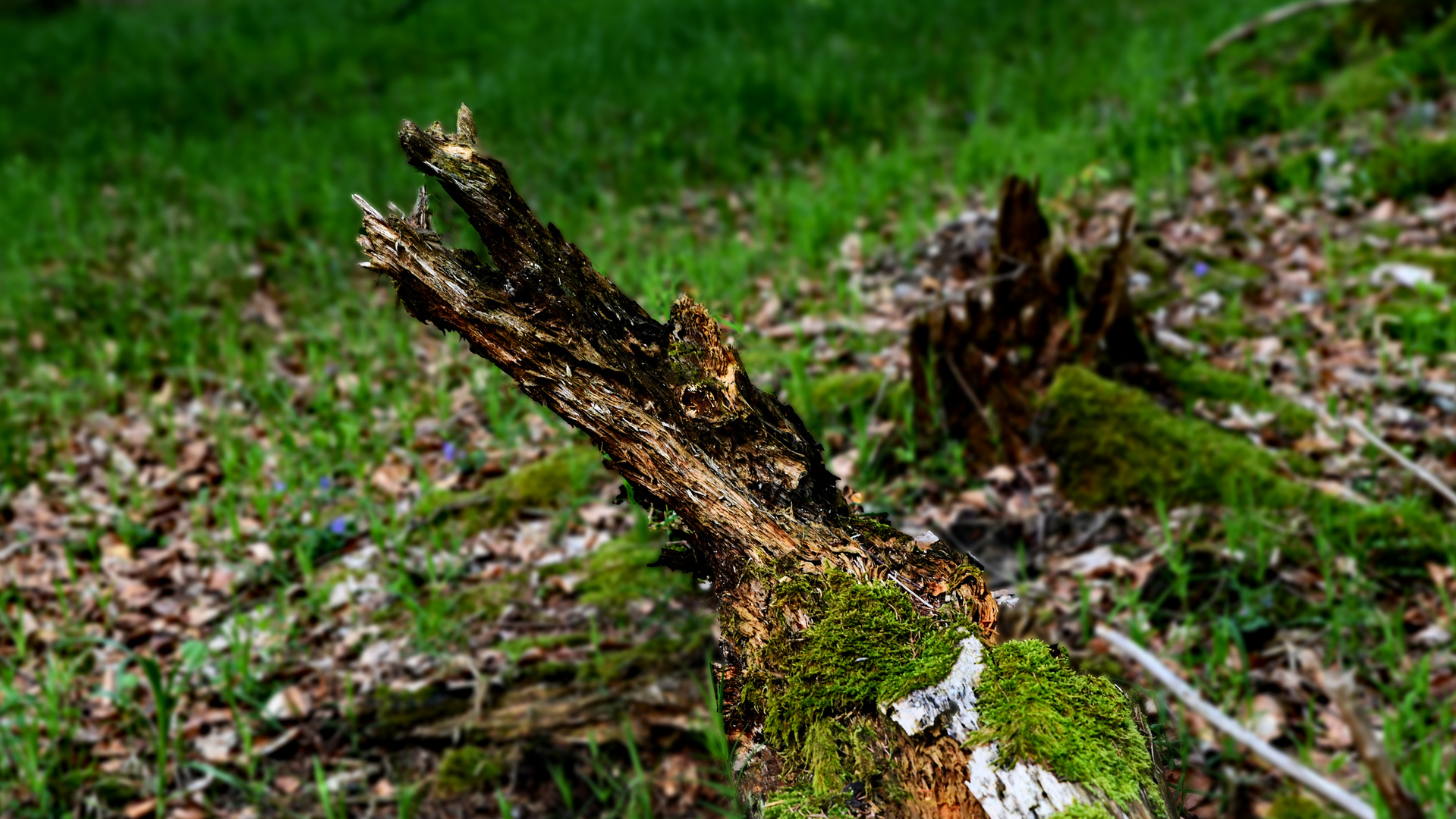 Heute im Wald - Aujourd’hui dans les bois