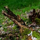 Heute im Wald - Aujourd’hui dans les bois