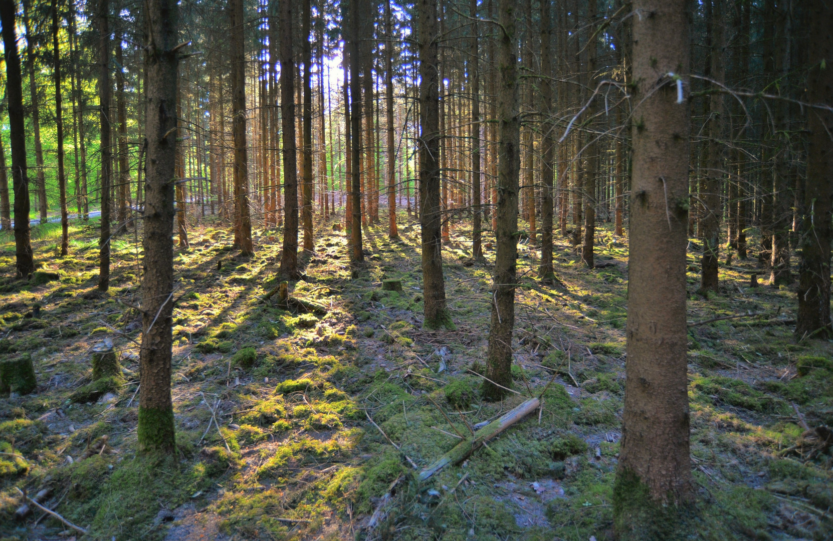 heute im Wald