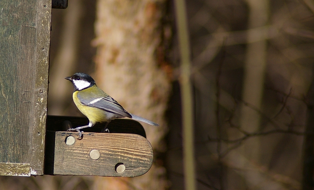 Heute im Wald