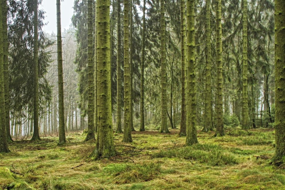 Heute im Wald