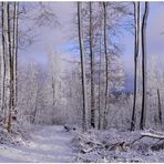 Heute im Wald - ein schönes neues Jahr (hoy en el bosque - ¡Feliz año!)