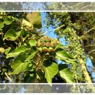 Heute im Wald entdeckt