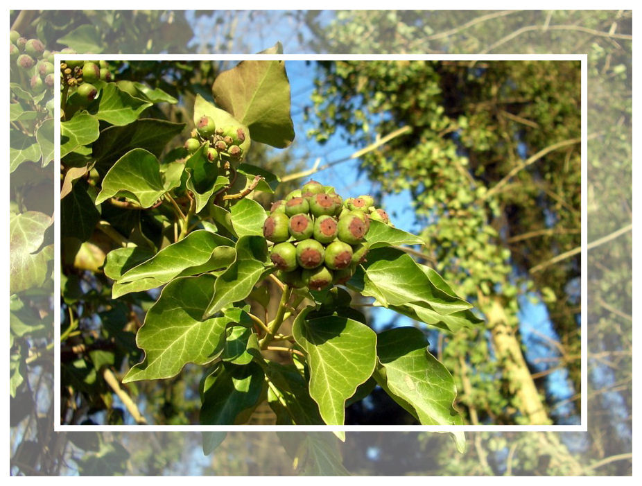 Heute im Wald entdeckt