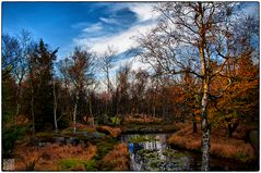 Heute im Wald..