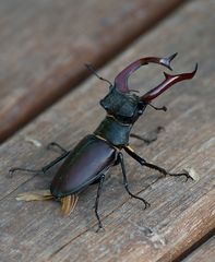 Heute im Wald - Hirschkäfer I