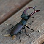 Heute im Wald - Hirschkäfer I