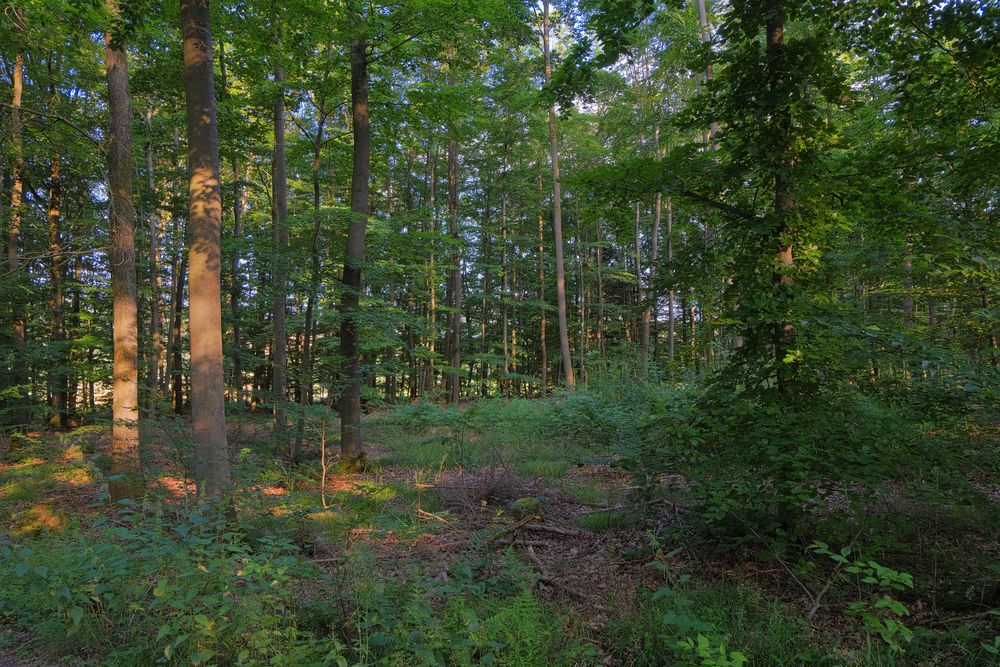 heute im Wald (hoy en el bosque)