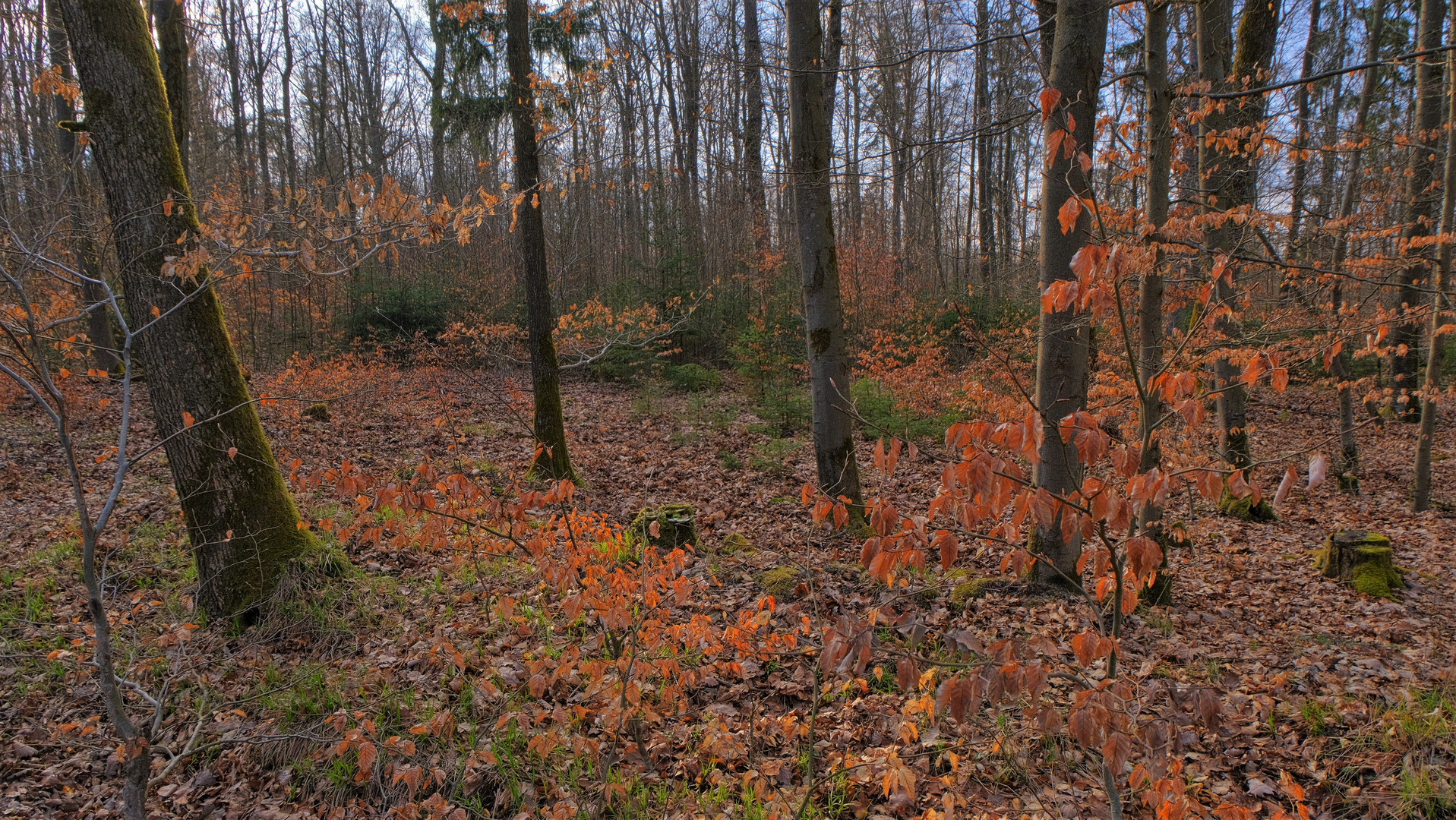 heute im Wald (hoy en el bosque)