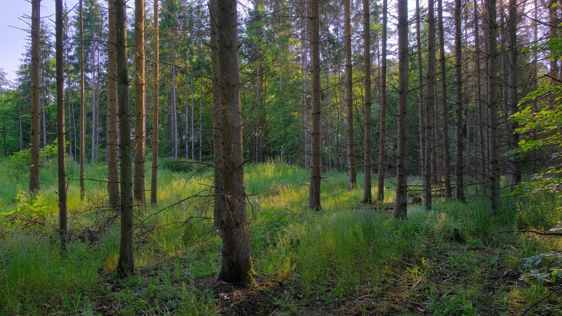 heute im Wald (hoy en el bosque)