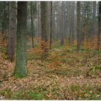 Heute im Wald II (Hoy en el bosque II)