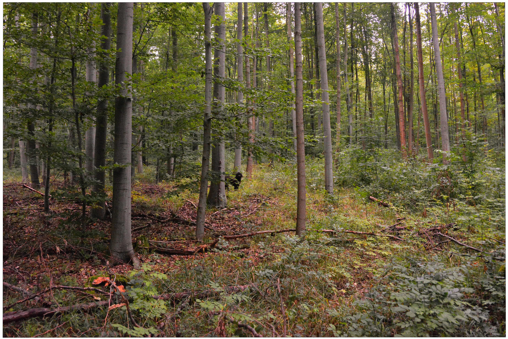 Heute im Wald III (hoy en el bosque III)
