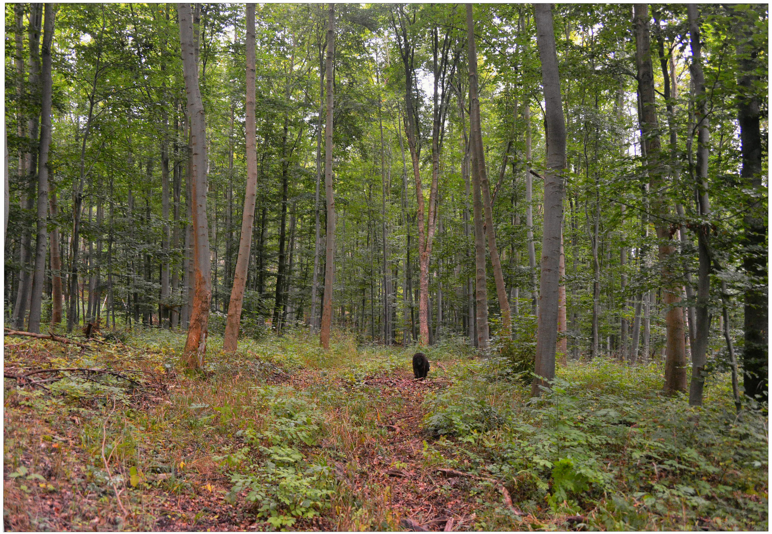 Heute im Wald IV (hoy en el bosque IV)