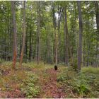 Heute im Wald IV (hoy en el bosque IV)