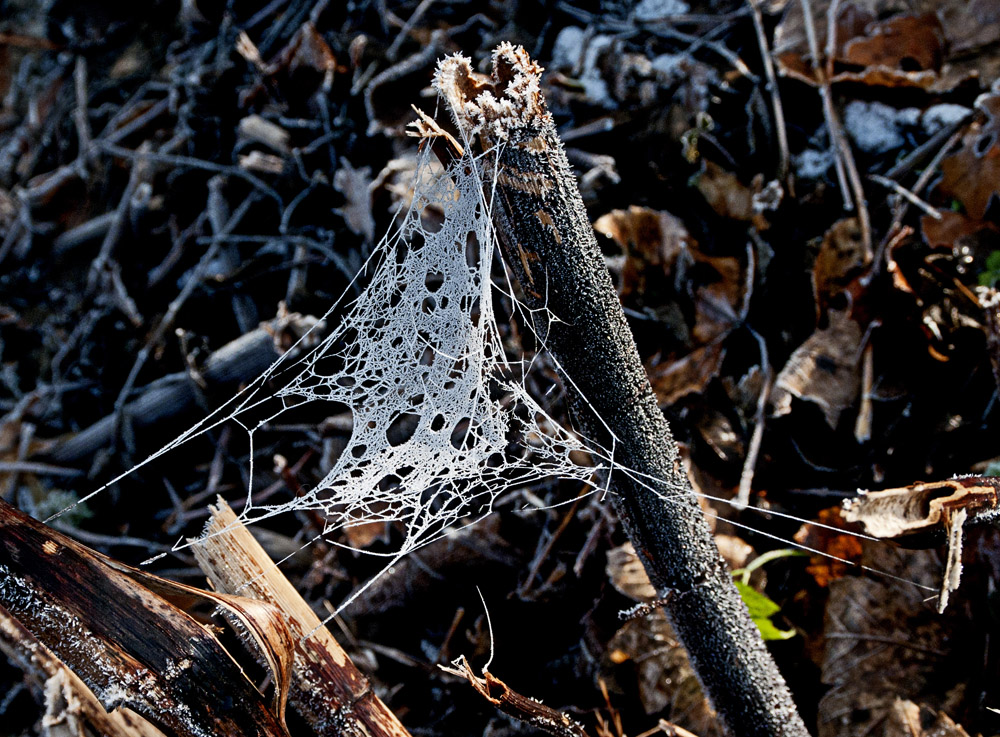 Heute im Wald - Spinnennetz oder Häkeldecke