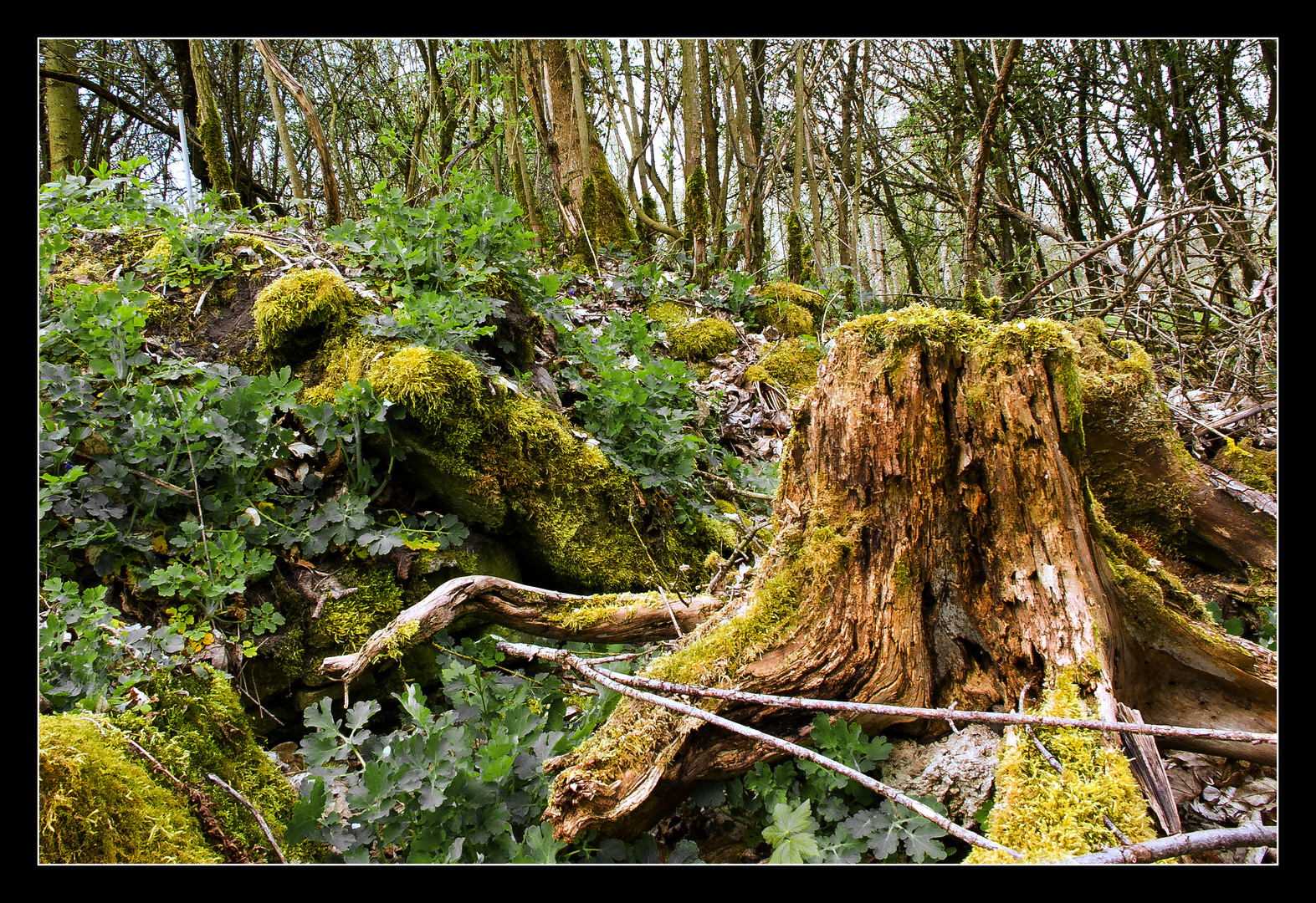 Heute im Wald_2