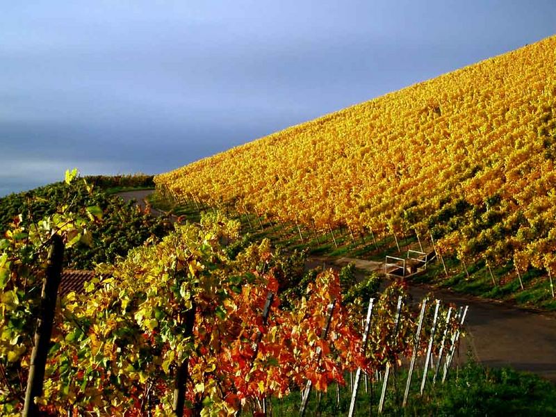 Heute im Weinberg