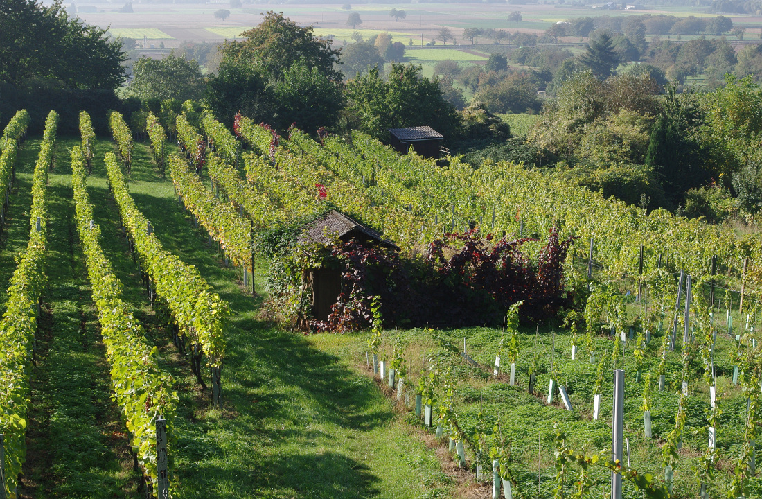 Heute im Weinberg