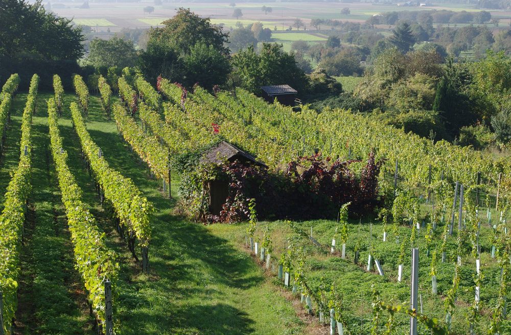 Heute im Weinberg