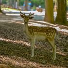 Heute im Wildpark