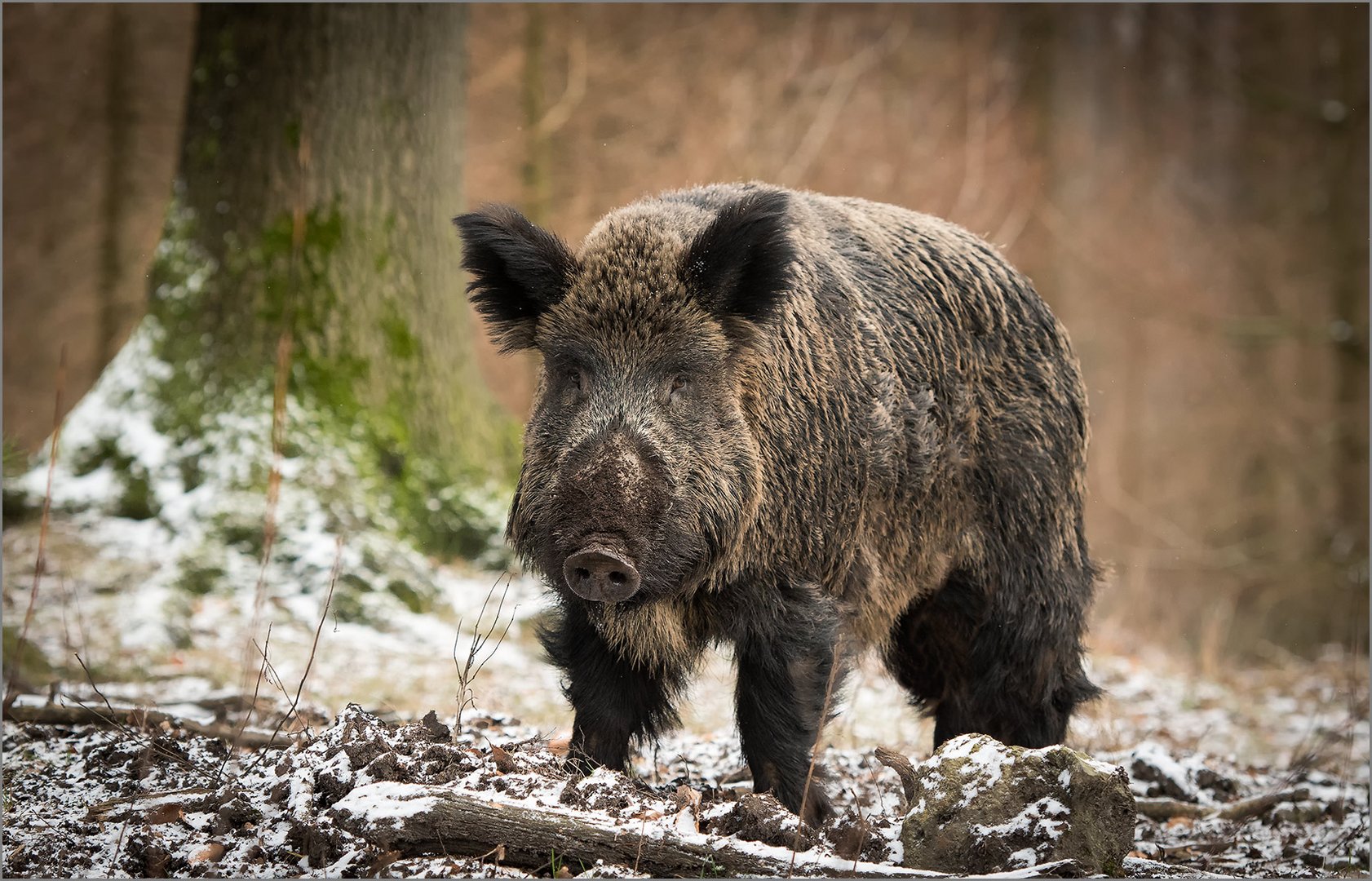 Heute im winterlichen Buchenwald   . . .