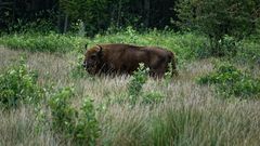 Heute im Wisent-Gehege der Küstenheide, als der Trecker mit der Fräse kam ...