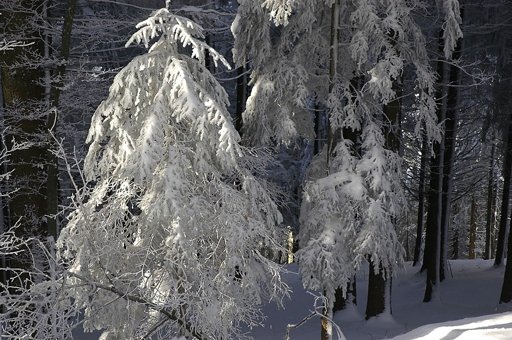 Heute im Zauberwald…