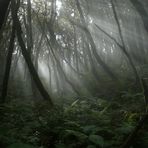 Heute - im Zauberwald - liebe Grüße von Jörg&Jörg an Galadriel