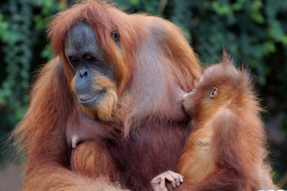 Heute im Zoo 3 - Orang Utan