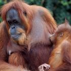 Heute im Zoo 3 - Orang Utan