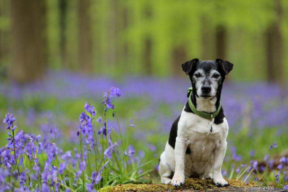 heute in den Bluebells