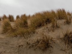 Heute in den Borkumer Dünen