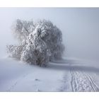 "Heute in der Bayerischen Rhön..."