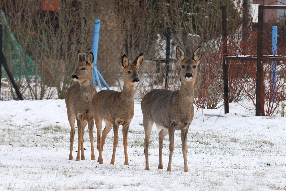 Heute in der Gartenanlage...