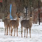 Heute in der Gartenanlage...