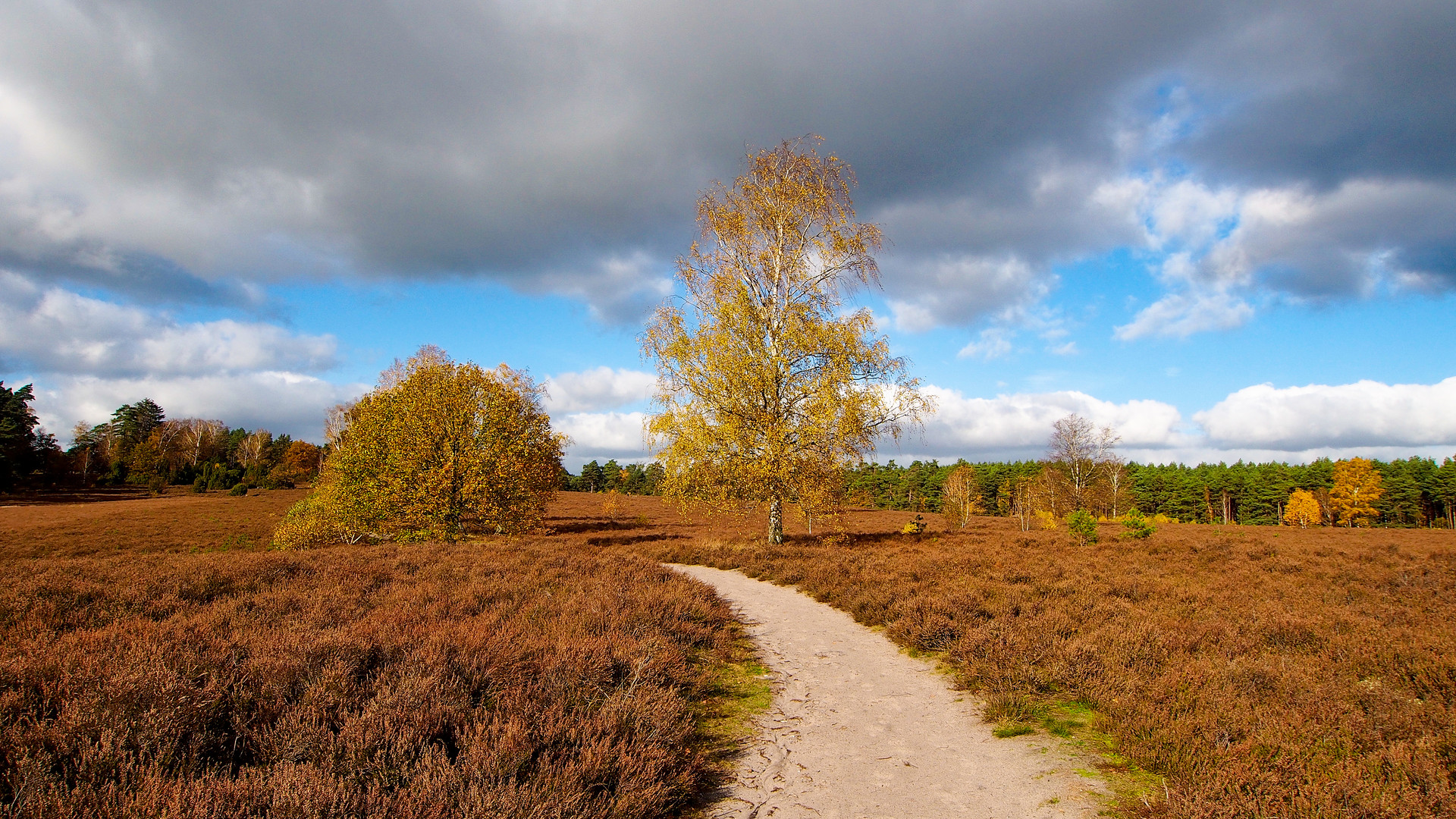 Heute in der Herbst Heide. 