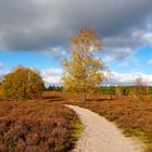 Heute in der Herbst Heide. 