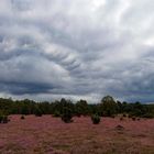 Heute in der Oberoher Heide. 