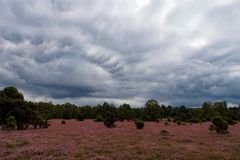 Heute in der Oberoher Heide. 