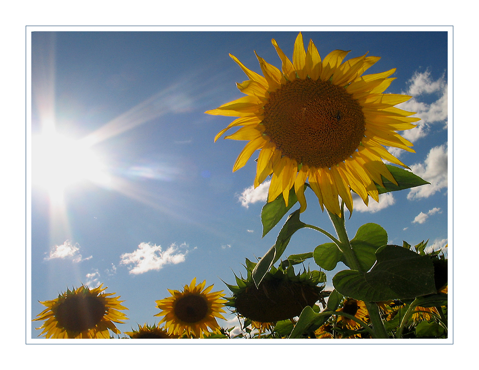 Heute in der Oberpfalz: Sommerblumen