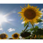 Heute in der Oberpfalz: Sommerblumen