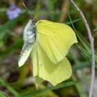 Heute in der Wahner Heide, Flughafen Köln/Bonn