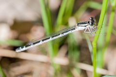 Heute in der Waldlichtung 29.05. 2023