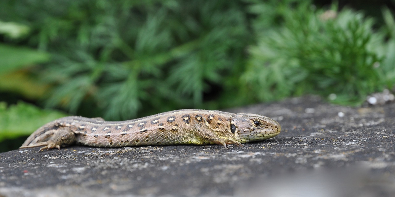 Heute in meinem Garten